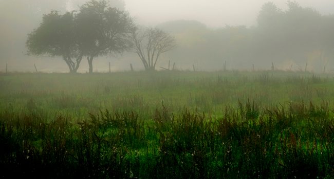 Landschaft mit Bäumen im Nebel