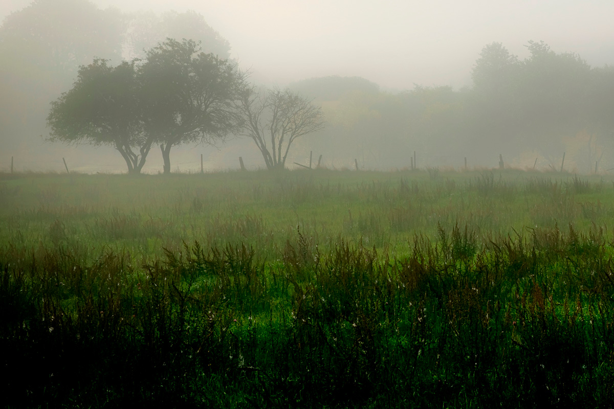 Landschaft mit Bäumen im Nebel