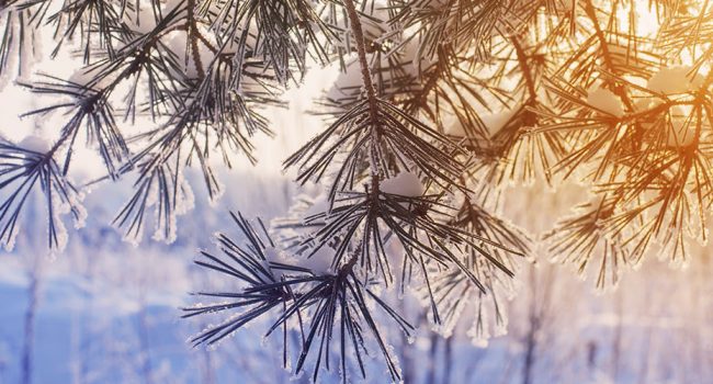 Nadelbaum-Zweig mit Rauhreif