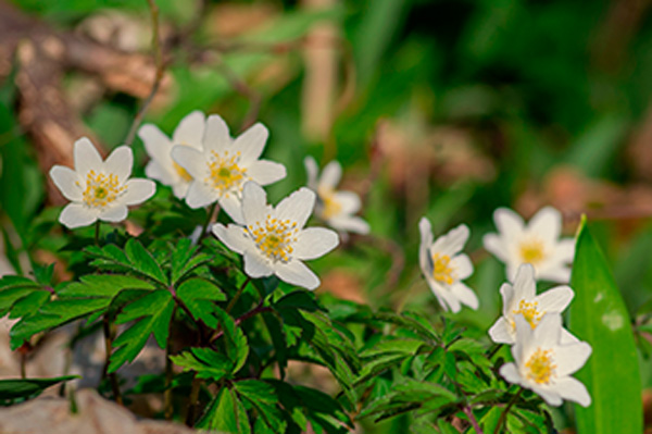 Buschwindröschen im Frühlingswald