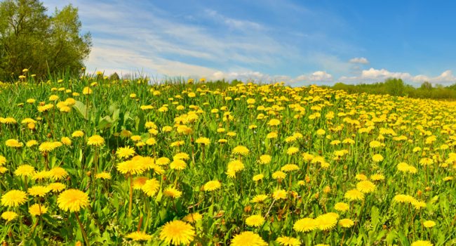 Blühendes Löwenzahnfeld mit blauem Himmel