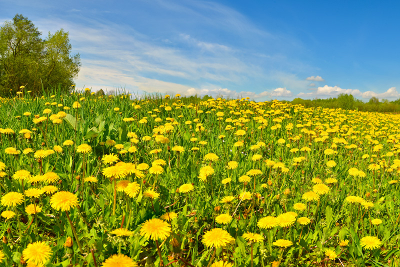 Blühendes Löwenzahnfeld mit blauem Himmel